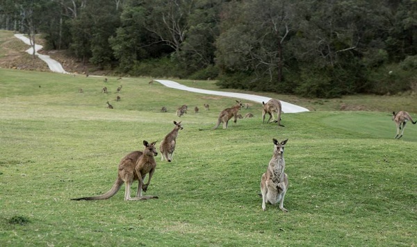 Thung lũng Kangaroo, Úc