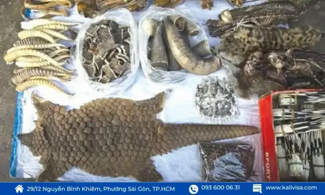 Chế Phẩm Từ Động Vật Hoang Dã Bị Kiểm Soát Nghiêm Ngặt Theo CITES