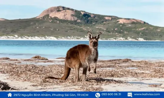 Đảo Kangaroo