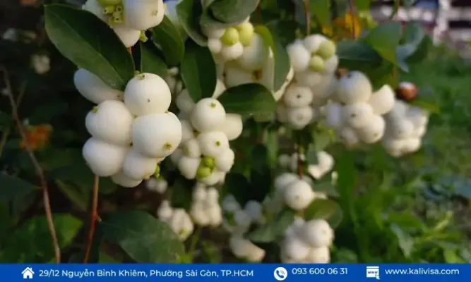 Quả bạch việt quất Quả bạch việt quất