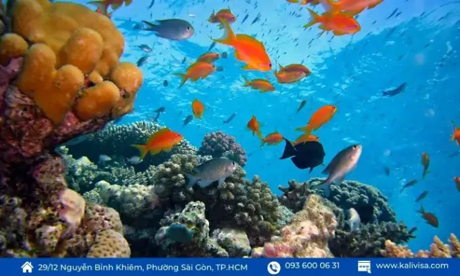 Rạn san hô Great Barrier